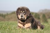 DOGUE DU TIBET 472